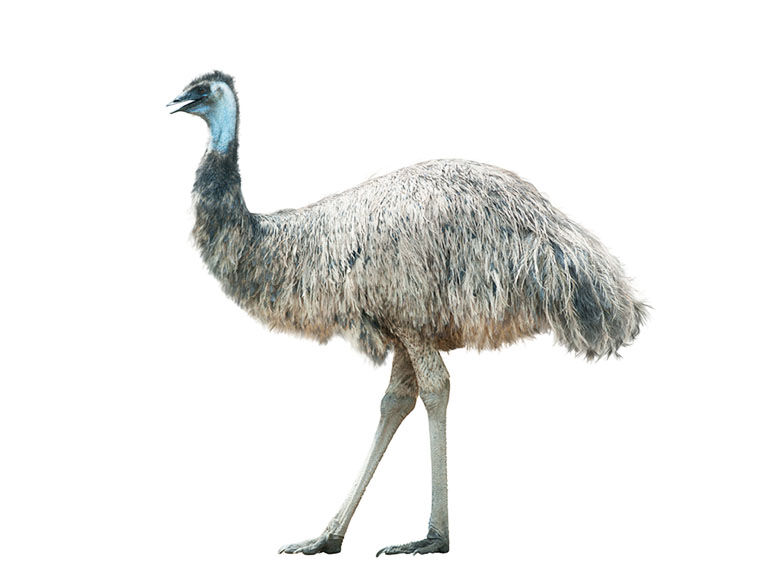 Emu running amok in Cedar Hill